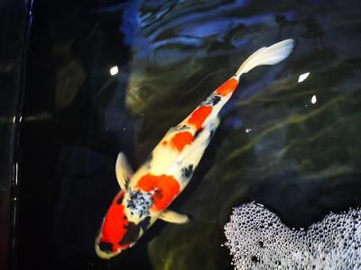100種錦鯉魚圖片：對不起，我無法提供所有的100種錦鯉魚圖片供您參考
