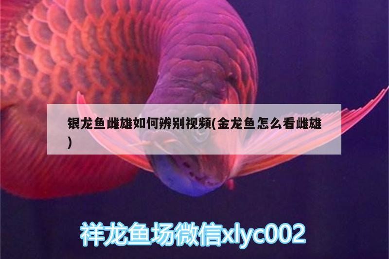 銀龍魚雌雄如何辨別視頻(金龍魚怎么看雌雄)