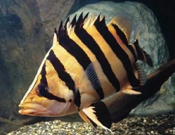 虎魚養(yǎng)多久才有30cm：虎魚生長到不同長度所需時(shí)間 虎魚養(yǎng)多久才有30cm：虎魚生長到不同長度所需時(shí)間 虎魚百科 第3張