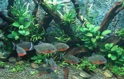 虎魚養(yǎng)多久才有30cm：虎魚生長到不同長度所需時(shí)間 虎魚養(yǎng)多久才有30cm：虎魚生長到不同長度所需時(shí)間 虎魚百科 第2張