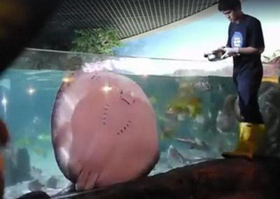 魟魚一直爬玻璃：魟魚一直爬玻璃是什么原因？
