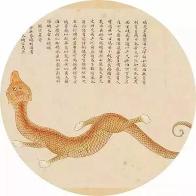 印度虎魚的愛情狐陽：\"印度虎魚的愛情\"