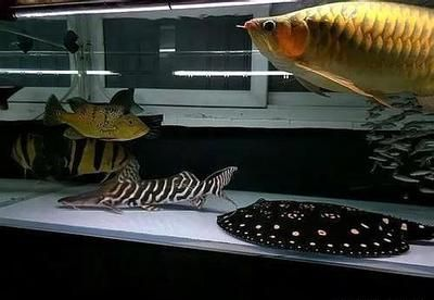 魟魚養殖技巧和方法：魟魚的養殖技巧和方法