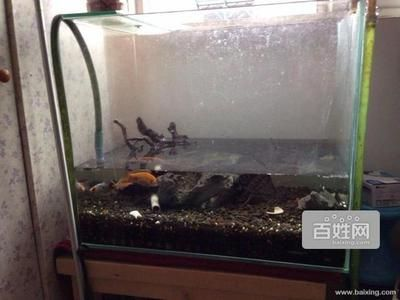 60乘60的魚缸可以養(yǎng)什么魚好：60乘60的魚缸可以養(yǎng)哪些魚？