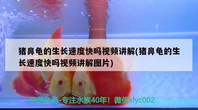 豬鼻龜?shù)纳L(zhǎng)速度快嗎視頻講解(豬鼻龜?shù)纳L(zhǎng)速度快嗎視頻講解圖片) 豬鼻龜?shù)纳L(zhǎng)速度快嗎視頻講解(豬鼻龜?shù)纳L(zhǎng)速度快嗎視頻講解圖片) 豬鼻龜百科