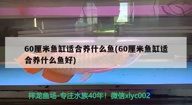 60厘米魚缸適合養什么魚(60厘米魚缸適合養什么魚好)