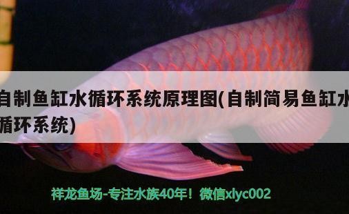 如何養金龍魚變金色 如何養金龍魚變金色 魚缸百科