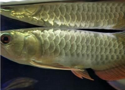 金龍魚繁殖水質(zhì)管理技巧：金龍魚的水質(zhì)管理技巧