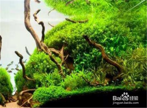 漁村龍魚繁殖場有限公司怎么樣