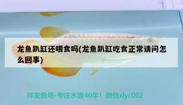 龍魚趴缸還喂食嗎為什么vs祥龍魚場：如何判斷龍魚健康狀況