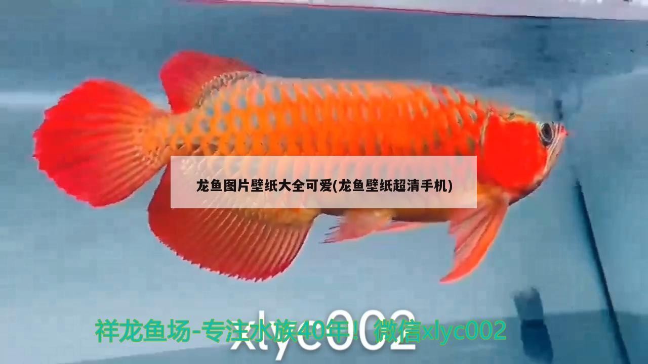 青海生物科技產業園胖寵之家寵物店