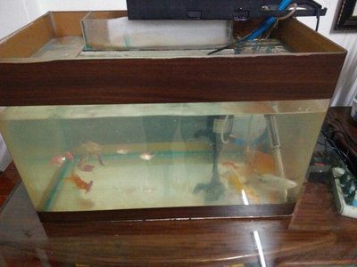 6030超白魚缸什么價位：60