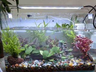 龍魚(yú)燈用什么顏色好 龍魚(yú)燈用什么顏色好 魚(yú)缸百科