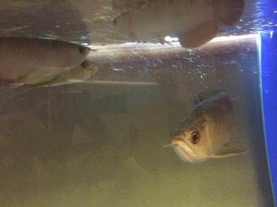 包頭龍魚vs祥龍魚場(chǎng)（包頭龍魚與祥龍魚場(chǎng)哪個(gè)好） 包頭龍魚vs祥龍魚場(chǎng)（包頭龍魚與祥龍魚場(chǎng)哪個(gè)好） 全國(guó)水族館企業(yè)名錄 第4張