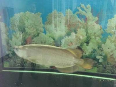 包頭龍魚vs祥龍魚場(chǎng)（包頭龍魚與祥龍魚場(chǎng)哪個(gè)好） 包頭龍魚vs祥龍魚場(chǎng)（包頭龍魚與祥龍魚場(chǎng)哪個(gè)好） 全國(guó)水族館企業(yè)名錄 第3張