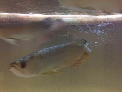 包頭龍魚vs祥龍魚場(chǎng)（包頭龍魚與祥龍魚場(chǎng)哪個(gè)好） 包頭龍魚vs祥龍魚場(chǎng)（包頭龍魚與祥龍魚場(chǎng)哪個(gè)好） 全國(guó)水族館企業(yè)名錄 第5張