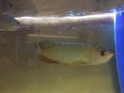 包頭龍魚vs祥龍魚場(chǎng)（包頭龍魚與祥龍魚場(chǎng)哪個(gè)好） 包頭龍魚vs祥龍魚場(chǎng)（包頭龍魚與祥龍魚場(chǎng)哪個(gè)好） 全國(guó)水族館企業(yè)名錄 第6張