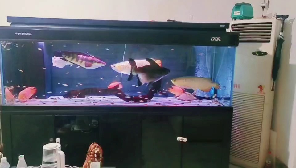 給大魚缸換水的作文:體驗給大魚缸換水的樂趣:體驗給大魚缸換水:給大魚缸換水的作文 換魚 龍魚論壇 換魚 換魚 龍魚論壇