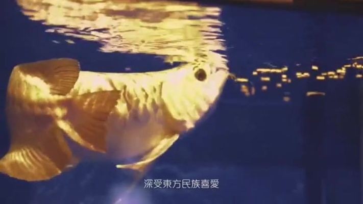興安盟龍魚(yú)vs祥龍魚(yú)場(chǎng)（興安盟龍魚(yú)與祥龍魚(yú)場(chǎng)之間的關(guān)系）