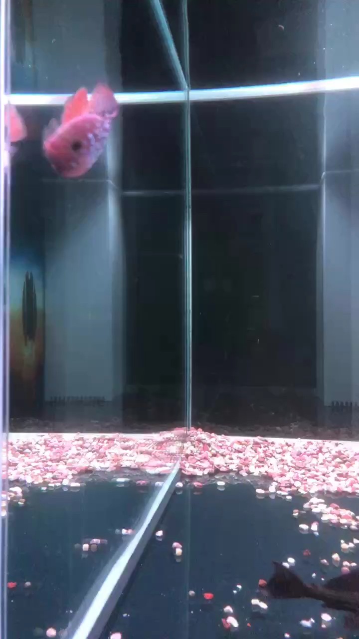 放大缸里看看