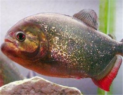 7厘米的虎魚能吃多大的魚：7厘米的虎魚能吃多大的魚呢？ 7厘米的虎魚能吃多大的魚：7厘米的虎魚能吃多大的魚呢？ 虎魚百科 第2張