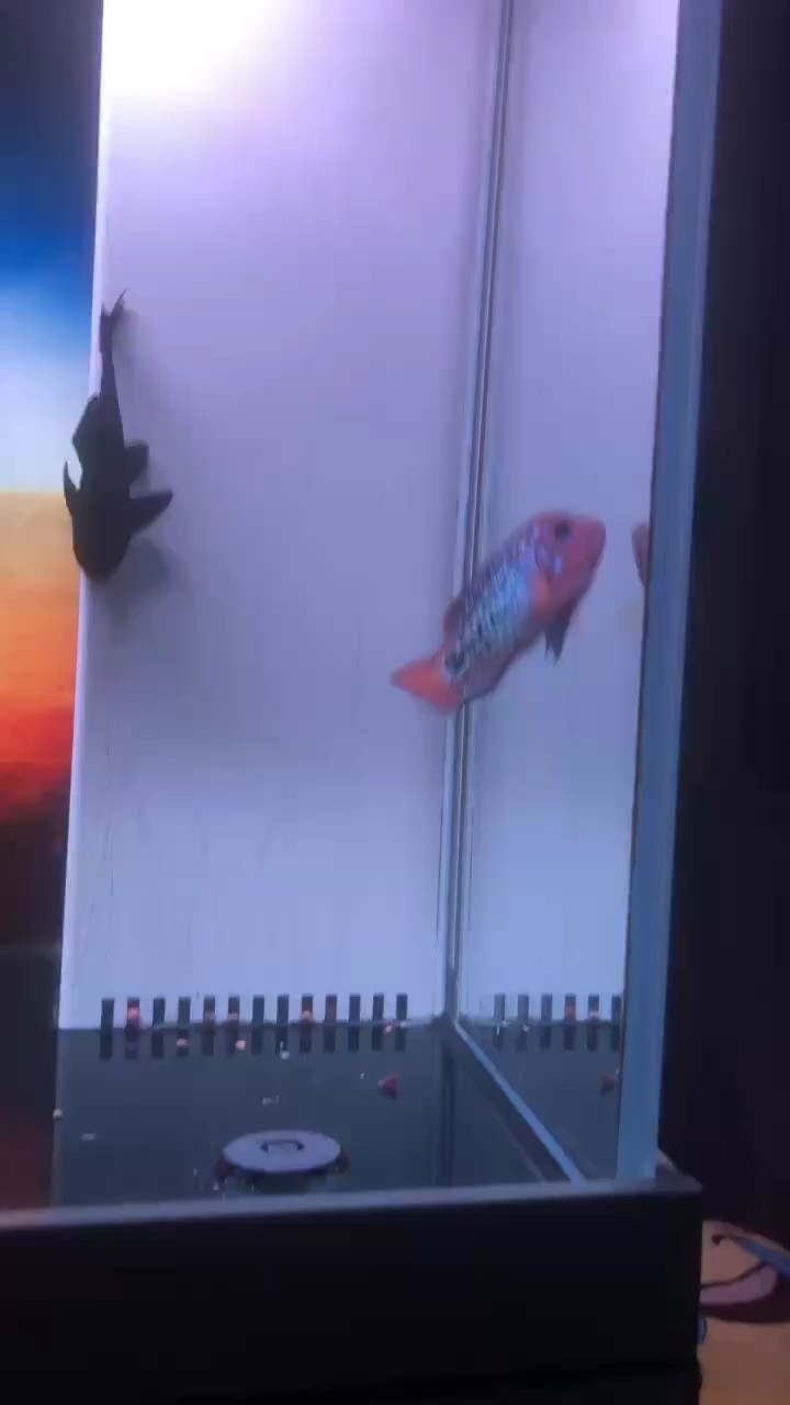 住豪宅 住豪宅 龍魚論壇