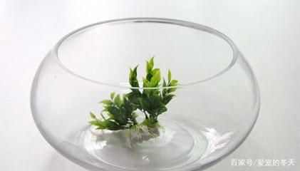 玻璃魚(yú)缸壁青苔清理視頻：如何清理魚(yú)缸壁上的青苔？ 玻璃魚(yú)缸壁青苔清理視頻：如何清理魚(yú)缸壁上的青苔？ 魚(yú)缸百科 第2張