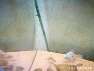 玻璃魚(yú)缸壁青苔清理視頻：如何清理魚(yú)缸壁上的青苔？ 玻璃魚(yú)缸壁青苔清理視頻：如何清理魚(yú)缸壁上的青苔？ 魚(yú)缸百科 第1張