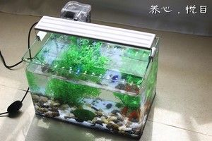 60x30x35魚缸能養幾條魚：60x30x30x35魚缸能養多少條魚缸能養多少條魚