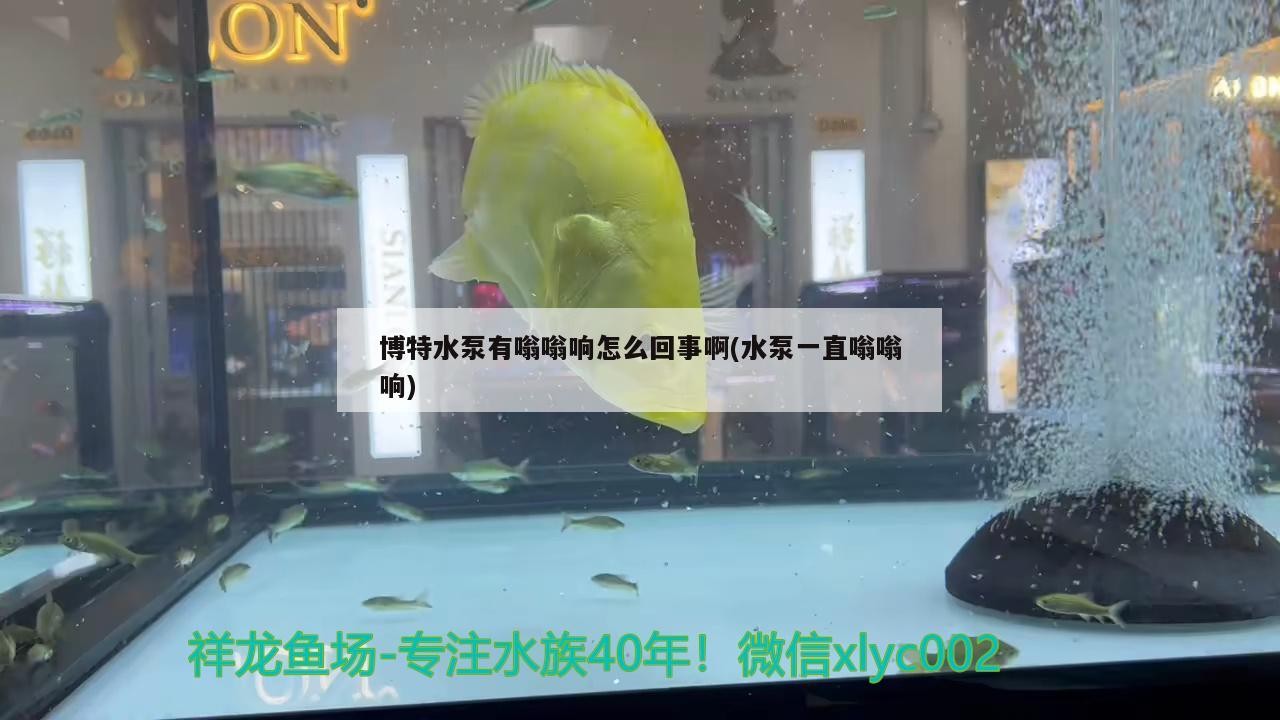 博特水泵有嗡嗡響怎么回事啊(水泵一直嗡嗡響)