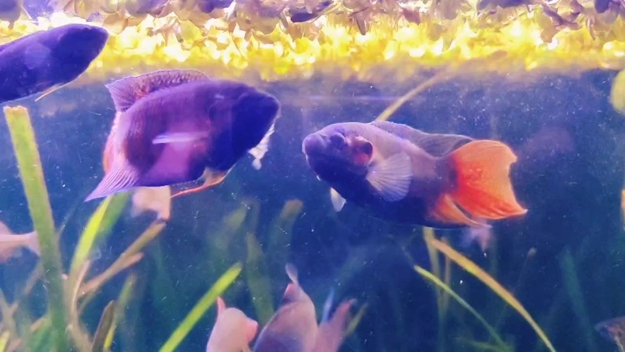 斗鰭