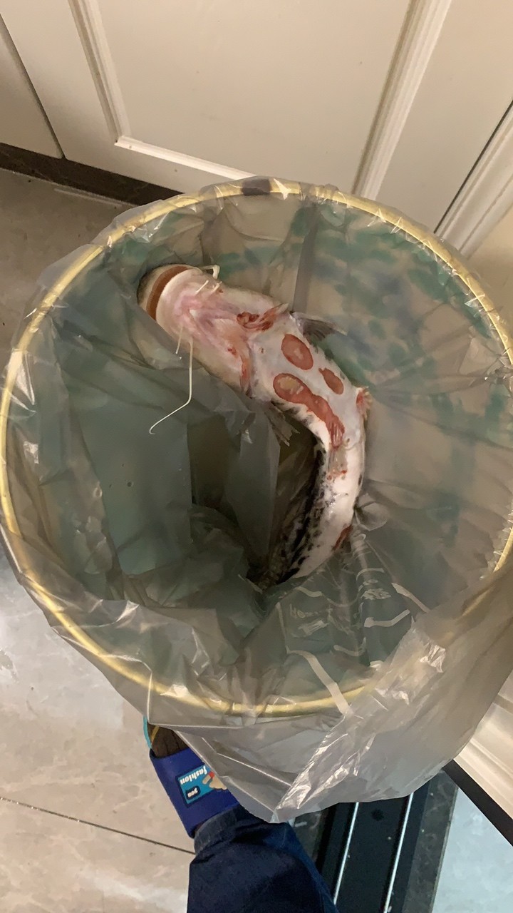 魂歸故里！ 魂歸故里！ 龍魚論壇 第2張