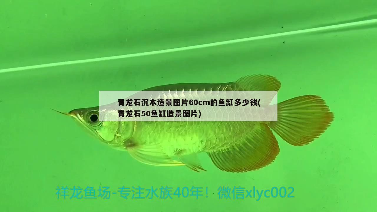 青龍石沉木造景圖片60cm的魚缸多少錢(青龍石50魚缸造景圖片) 青龍石沉木造景圖片60cm的魚缸多少錢(青龍石50魚缸造景圖片) 金龍魚百科