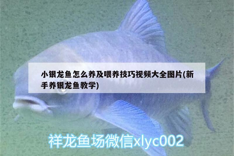 小銀龍魚怎么養及喂養技巧視頻大全圖片(新手養銀龍魚教學)