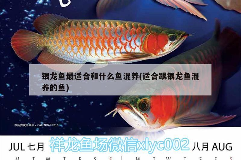 銀龍魚最適合和什么魚混養(適合跟銀龍魚混養的魚)