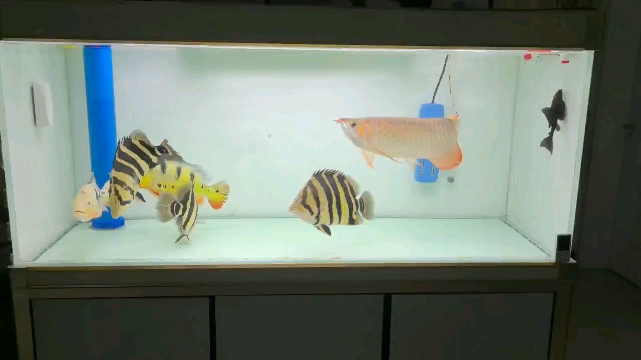魚缸用增氧泵價格是多少:魚缸增氧機-xtrac增氧機-xtrac增氧機 換背景 龍魚論壇 換背景 換背景 龍魚論壇