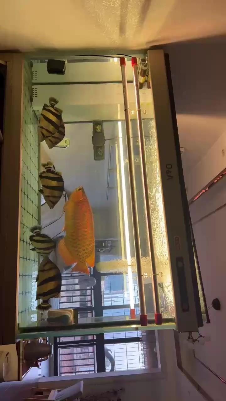 肥龍肥虎相伴