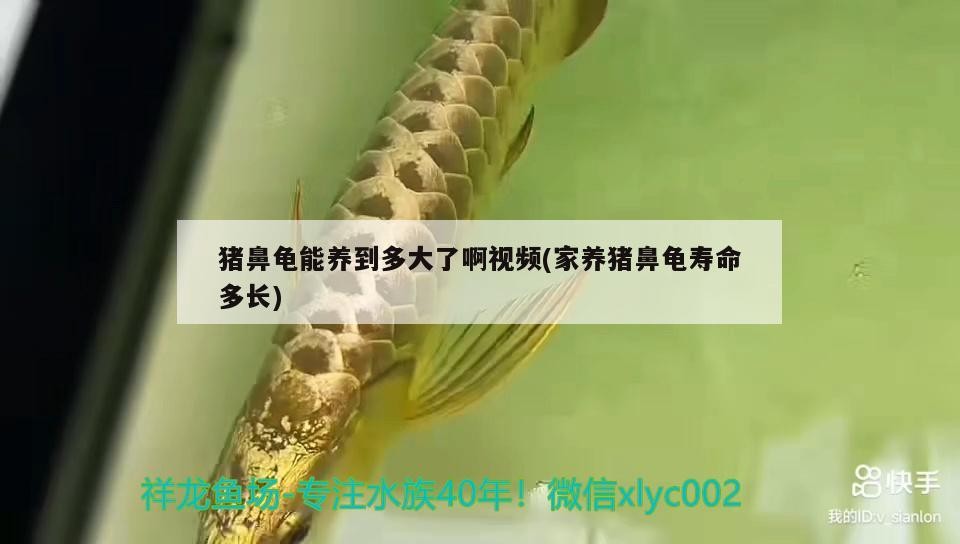 豬鼻龜能養到多大了啊視頻(家養豬鼻龜壽命多長)