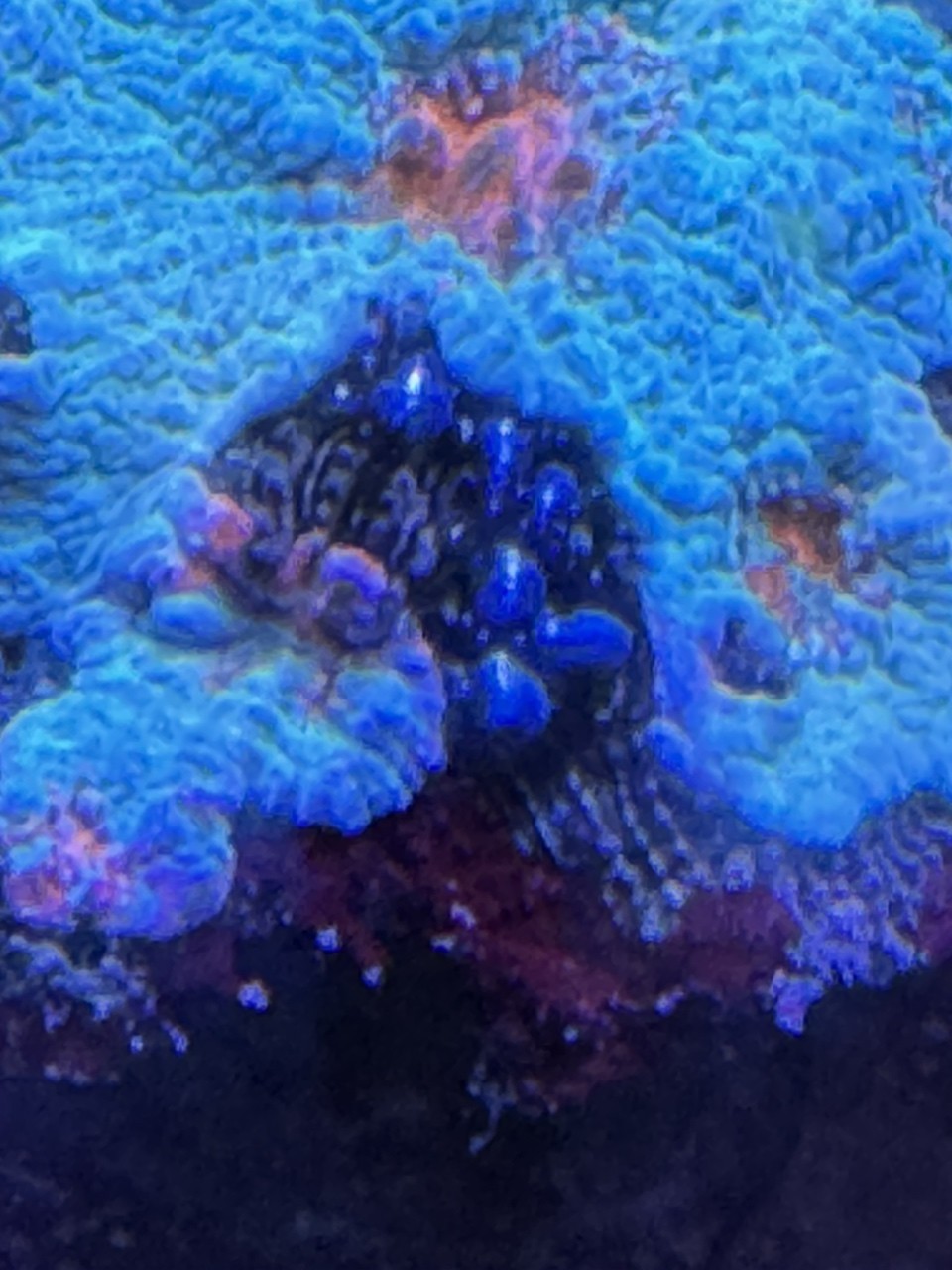 龍巖龍魚需要多大的魚缸，龍巖龍魚需要多大的魚缸？ 龍巖龍魚需要多大的魚缸，龍巖龍魚需要多大的魚缸？ 龍魚百科 第1張