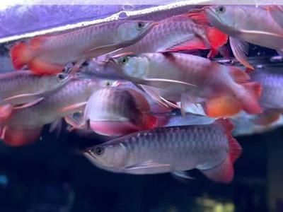 魚缸觀賞燈養紅龍魚行不行：如何為紅龍魚選擇和使用魚缸觀賞燈 魚缸觀賞燈養紅龍魚行不行：如何為紅龍魚選擇和使用魚缸觀賞燈 紅龍魚百科 第2張