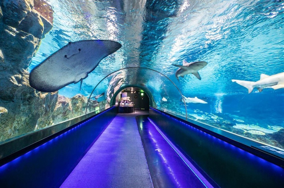 連云港水族館vs祥龍魚場（探討連云港水族館與祥龍魚場之間的差異之前需要明確兩者的基本信息和特點）