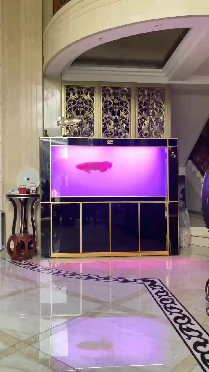 牛奶浴 牛奶浴 龍魚論壇 第1張