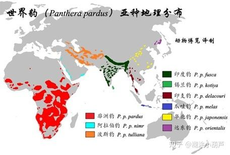 印度老虎分布圖:關于印度老虎分布圖 虎魚百科 第2張 印度老虎分布圖:關于印度老虎分布圖 印度老虎分布圖:關于印度老虎分布圖 虎魚百科 第2張
