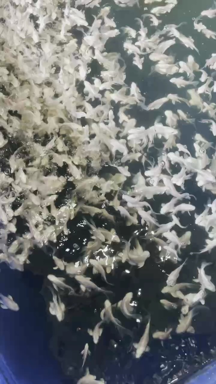 都是石膏白球喲?。?！ 都是石膏白球喲?。?！ 龍魚(yú)論壇