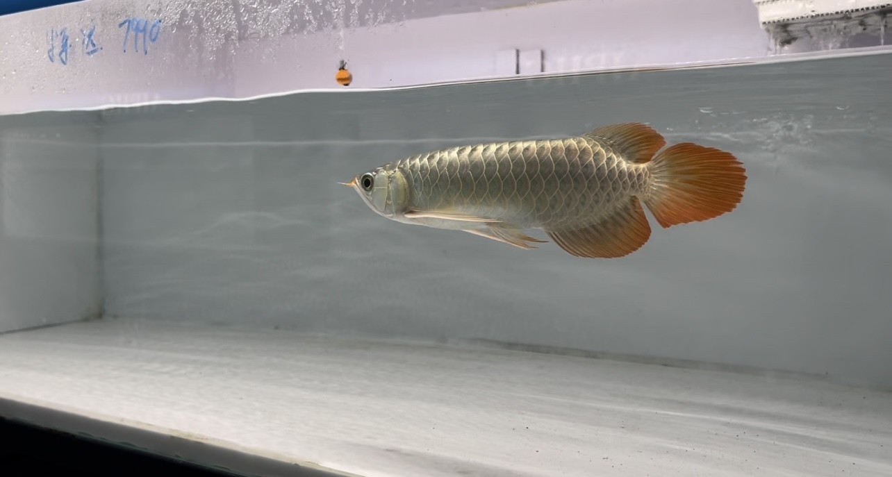 龍巖龍魚需要多大的魚缸，龍巖龍魚需要多大的魚缸？ 龍巖龍魚需要多大的魚缸，龍巖龍魚需要多大的魚缸？ 龍魚百科 第2張