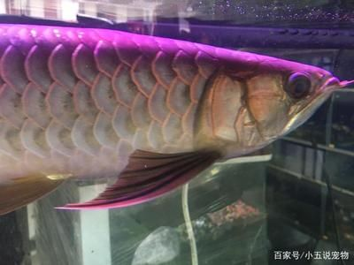 過(guò)背金龍魚和高背金龍魚哪個(gè)好養(yǎng)活些：過(guò)背金龍魚和高背金龍魚的區(qū)別