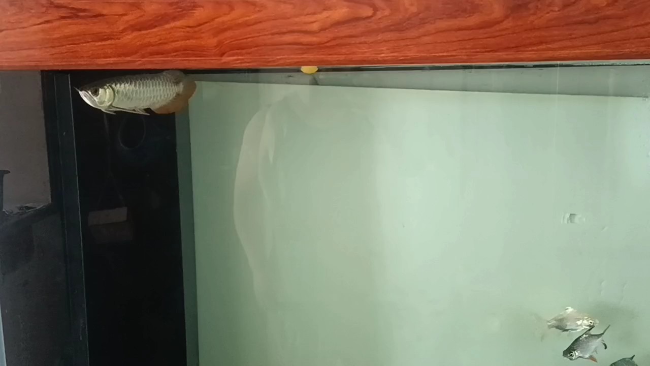 龍魚到家第四天