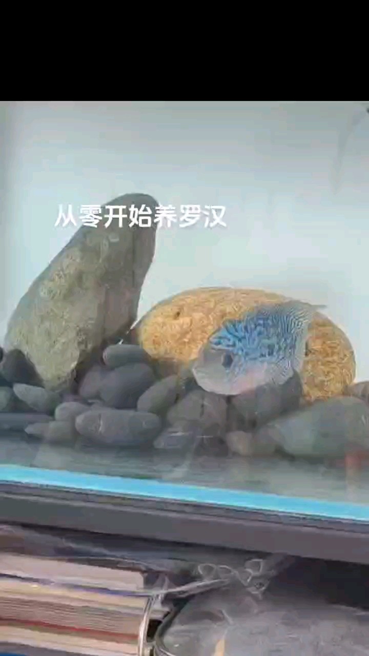 看看我養(yǎng)的羅漢，大家感覺值多少錢