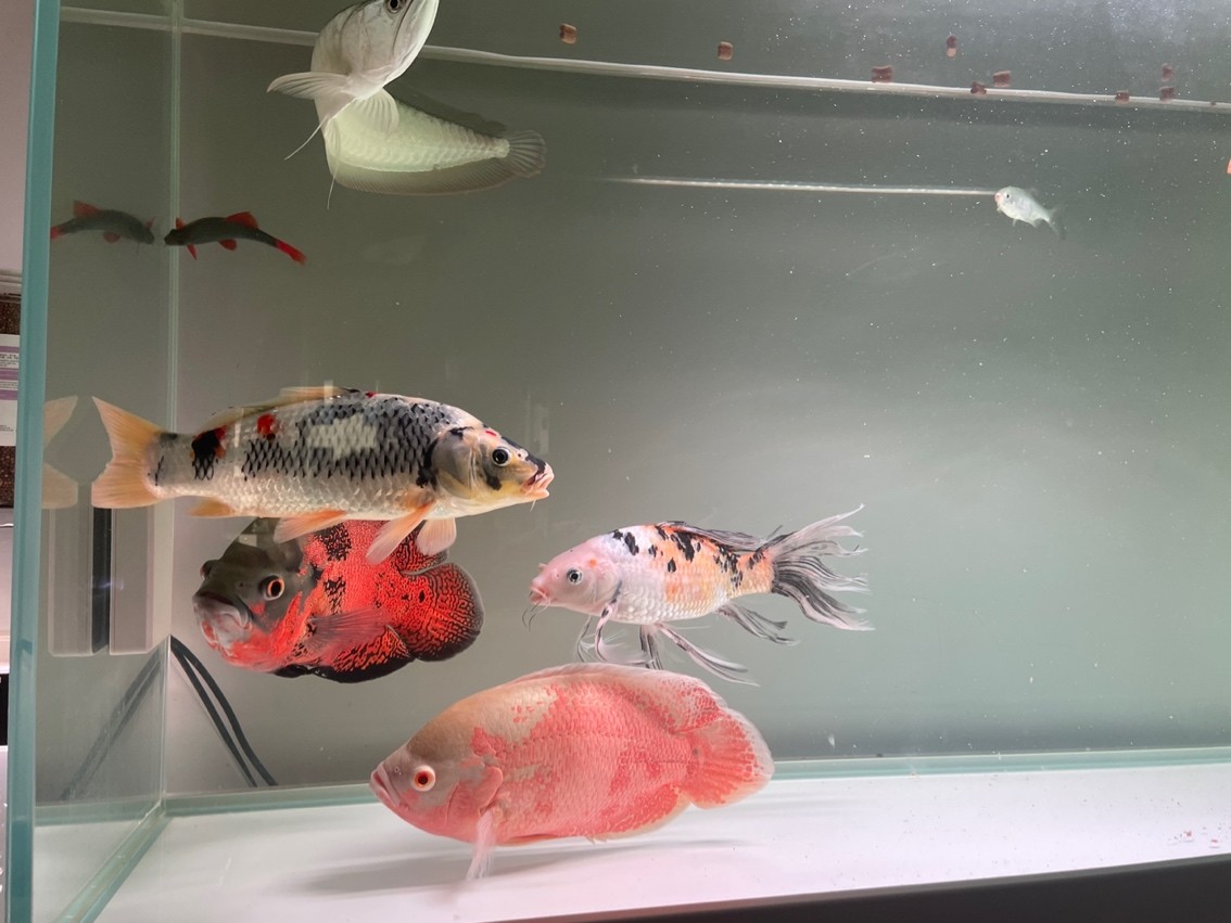 祈禱不要被打的稀巴爛。 祈禱不要被打的稀巴爛。 龍魚論壇