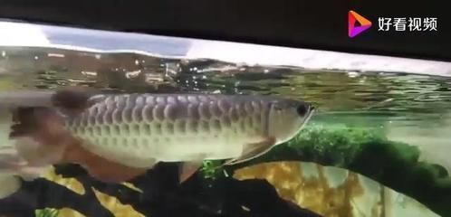 龍魚傷口潰爛怎么辦vs祥龍魚場：龍魚傷口潰爛怎么辦 龍魚傷口潰爛怎么辦vs祥龍魚場：龍魚傷口潰爛怎么辦 vs祥龍魚場 第4張